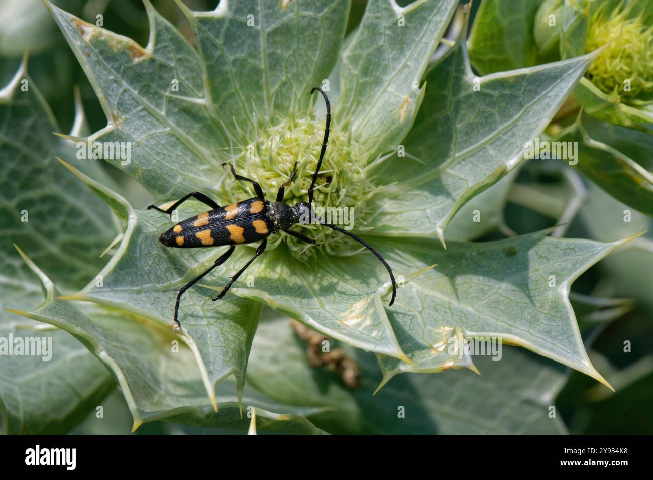 Scarabeo longhorn a quattro bande (Leptura quadrifasciata) che si estende su fiori di agrifoglio marino (Eryngium maritumum) in dune di sabbia, Kenfig NNR, Glamorgan, Regno Unito Foto Stock