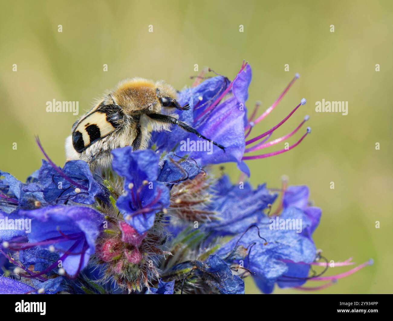 Coleottero d'api (Trichius fasciatus), un'imitazione di bumblebee, foraggiamento su fiori bugloss di Vipers (Echium vulgare), Kenfig NNNR, Glamorgan, Galles, Regno Unito, giugno. Foto Stock