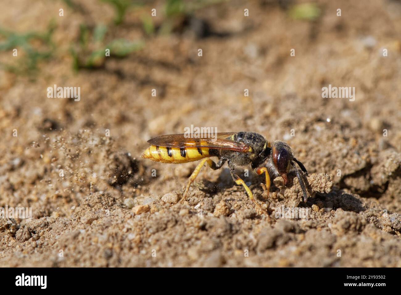 Lupo d'ape / vespa (triangulum di Philanthus) femmina che usa le sue mascelle per trascinare il terreno mentre butta via la sabbia mentre scava una tana, Dorset, Regno Unito. Foto Stock