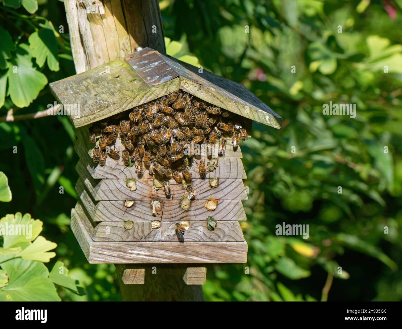 Api mellifera (Apis mellifera) piccolo sciame raggruppato temporaneamente in un hotel di insetti in un giardino, Wiltshire, Regno Unito, agosto. Foto Stock
