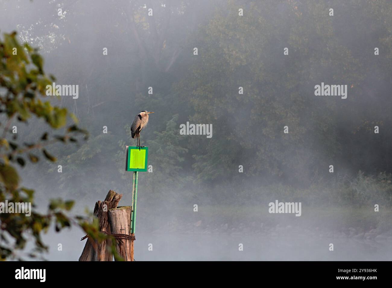 Il Great Blue Heron attraversa il canale navigabile attraverso la nebbia mattutina Foto Stock