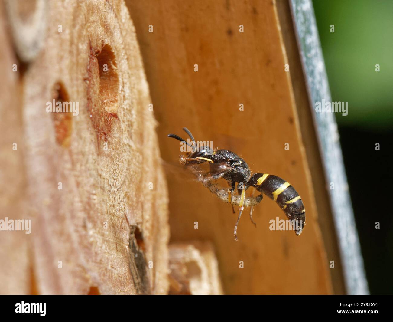 Vespa per muratore / vespa (Ancistrocerus sp.) Volando verso il suo nido in un hotel di insetti con un bruco da sfamare, il giardino del Wiltshire, Foto Stock