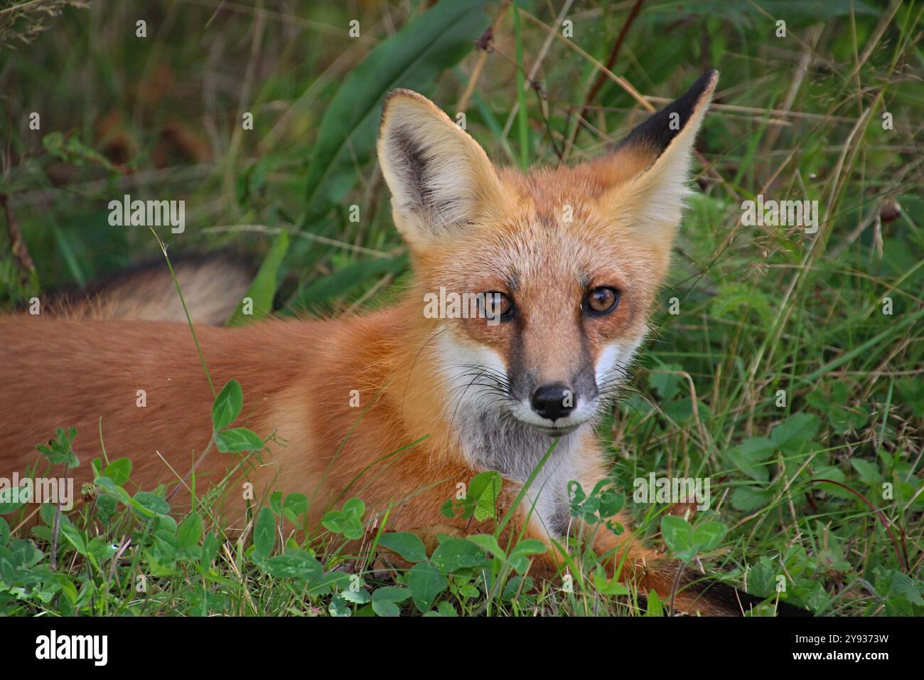 Gli occhi arancioni della volpe rossa guardano la fotocamera con un profilo sorprendente Foto Stock