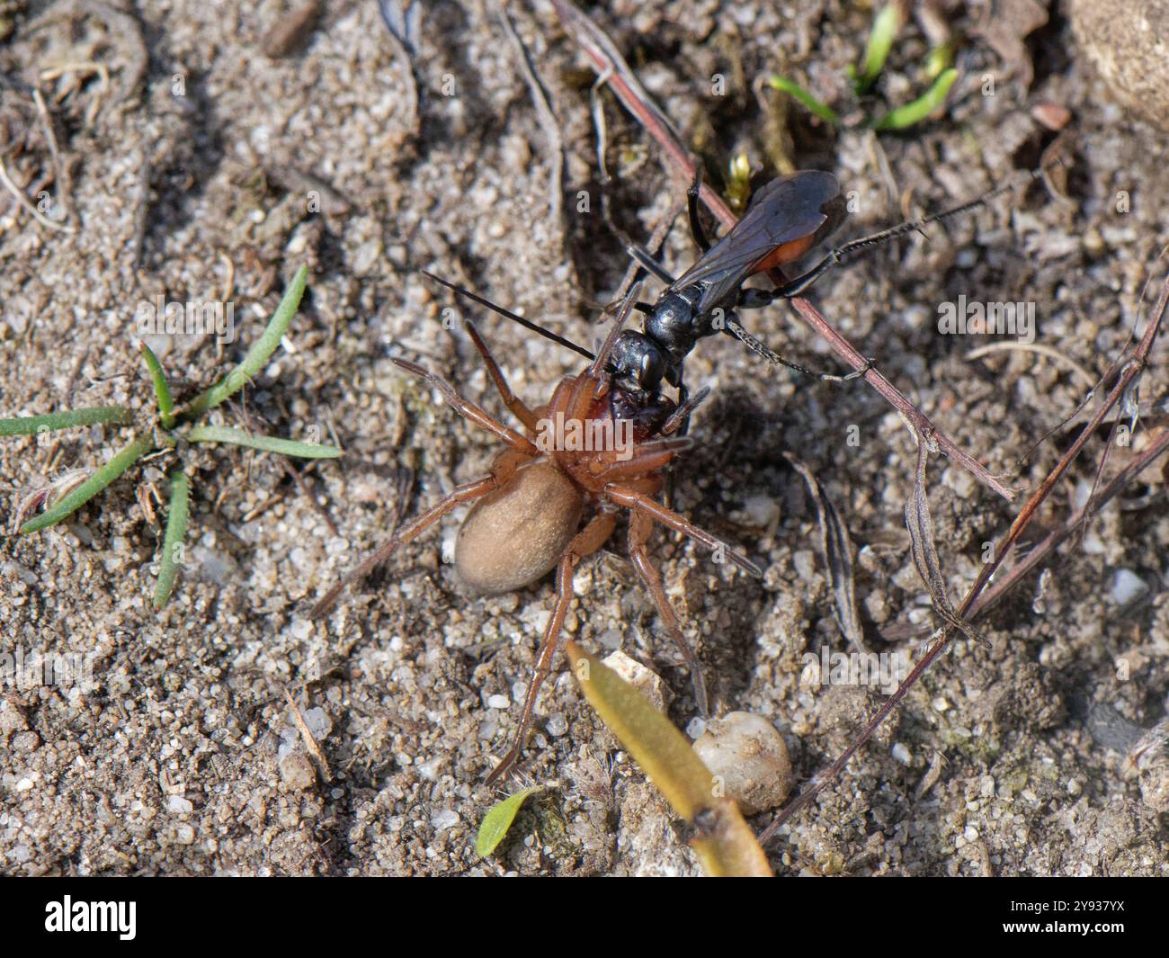 Vespa di ragno sellata di crinale (Cryptocheilus notatus), la più grande vespa da caccia di ragni del Regno Unito, che trascina un grande ragno di Sac (Clubiona sp.) al suo nido Foto Stock