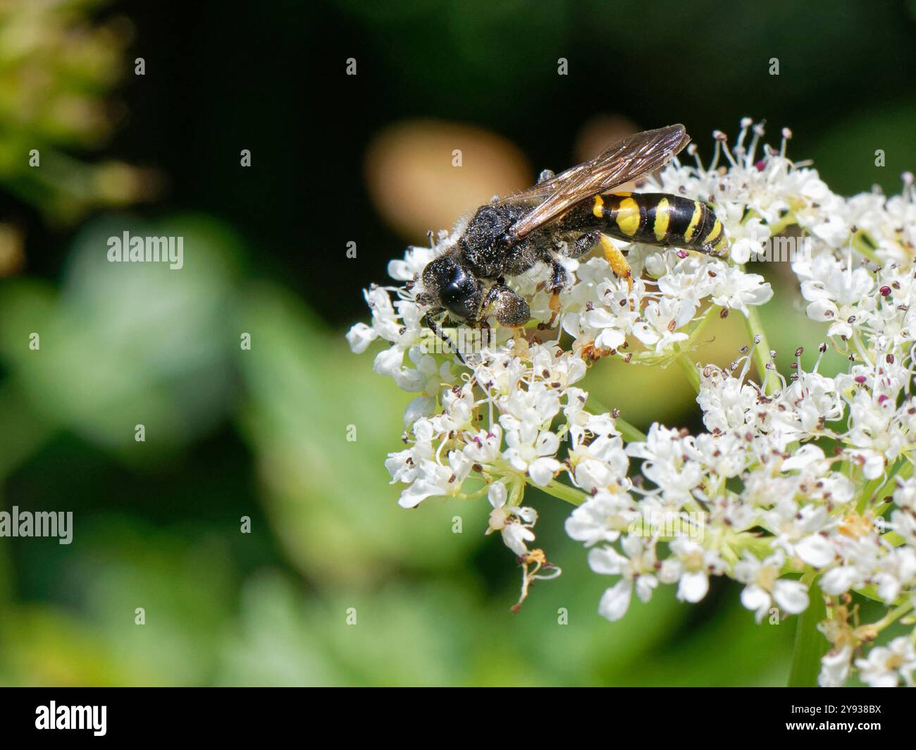 Vespa da scavatore dal corpo sottile (Crabro cribrarius) maschio che nettura su fiori di erba comune (Heracleum sphondylium), Kenfig NNR, Glamorgan, Wales, UK June Foto Stock