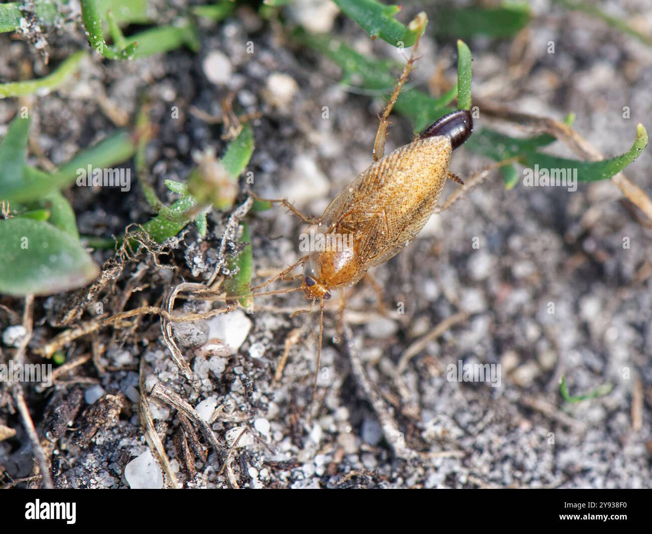 Scarafaggio Tawny (Ectobius pallidus) femmina che porta un sacco di uova / ootheca mentre cammina su un sentiero sabbioso attraverso la brughiera, Dorset, Regno Unito, agosto. Foto Stock