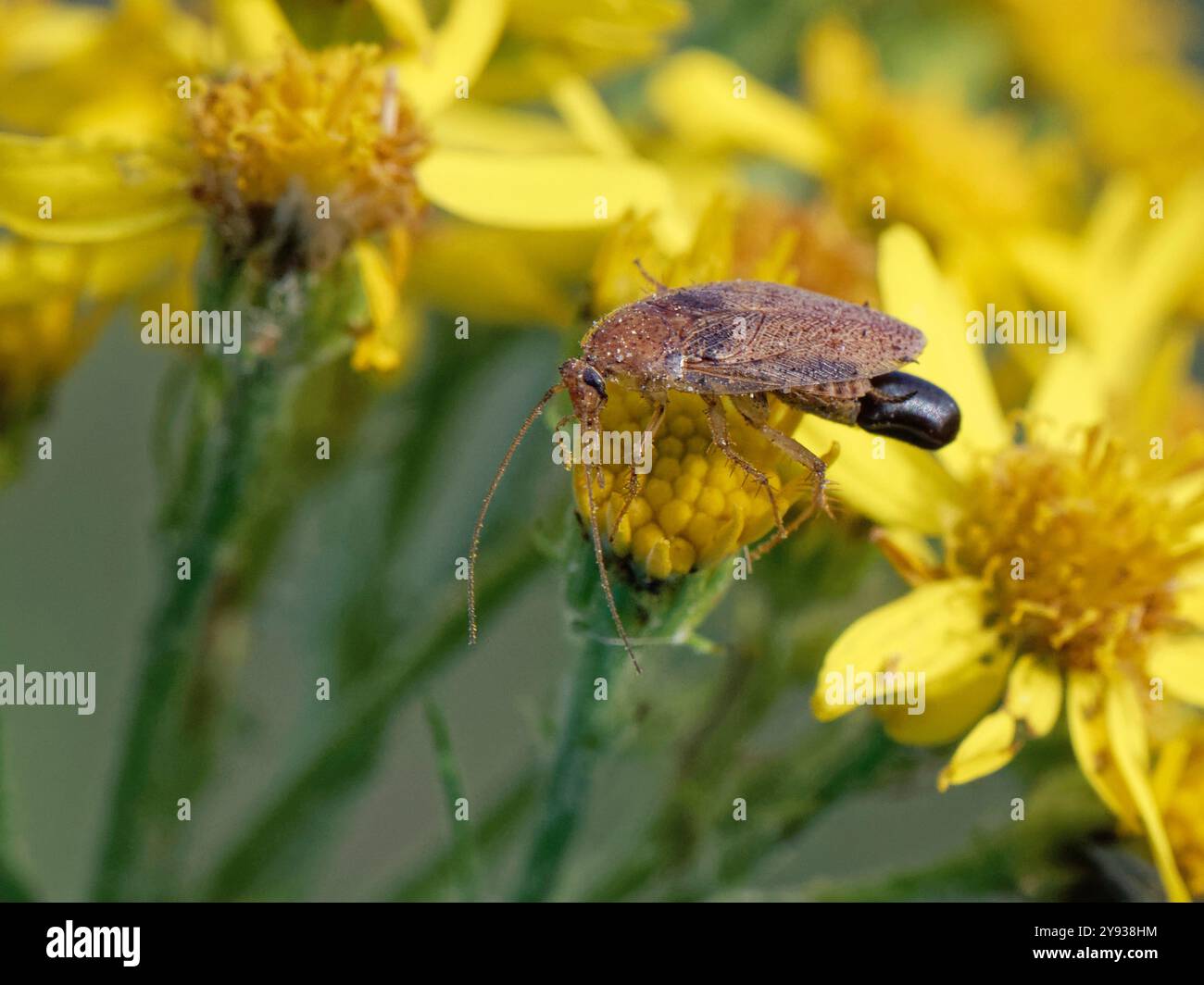 Scarafaggio di Tawny (Ectobius pallidus) femmina che porta un sacco di uova / ootheca che foraggia i fiori di ragwort comune (Senecio jacobaea), Dorset Heathland, Regno Unito Foto Stock