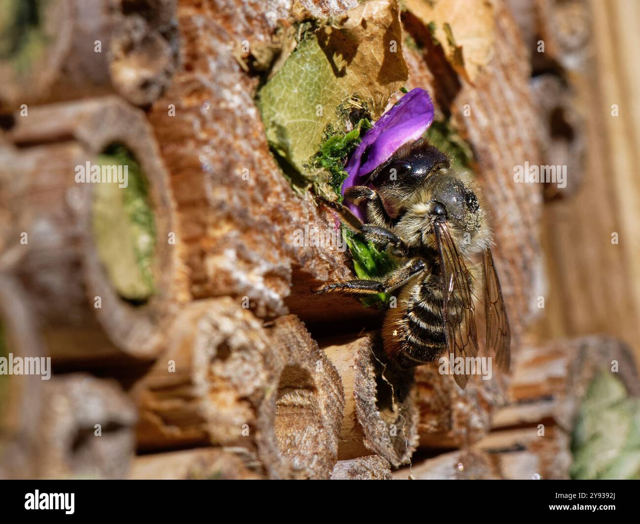 Ape taglialegna intagliata in legno (Megachile ligniseca) che sigilla la sua tana nel nido in un hotel di insetti con petali di rosa viola che ha tagliato, Wiltshire, Regno Unito. Foto Stock