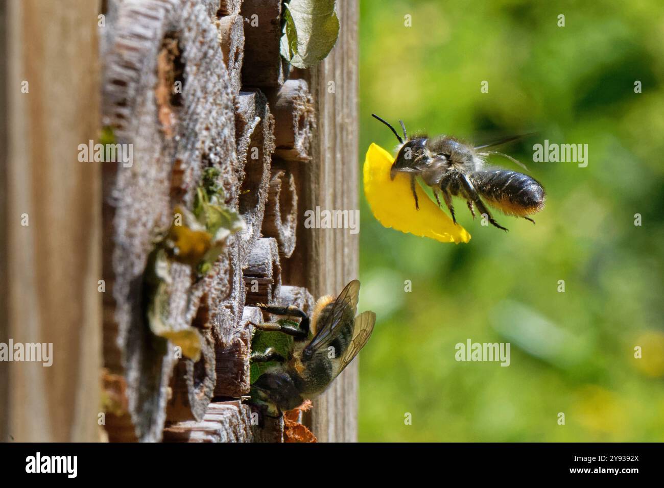 Ape taglialegna intagliata in legno (Megachile ligniseca) che vola verso un hotel di insetti con petali di fiori gialli che ha tagliato per sigillare il suo nido, Wiltshire, Regno Unito. Foto Stock