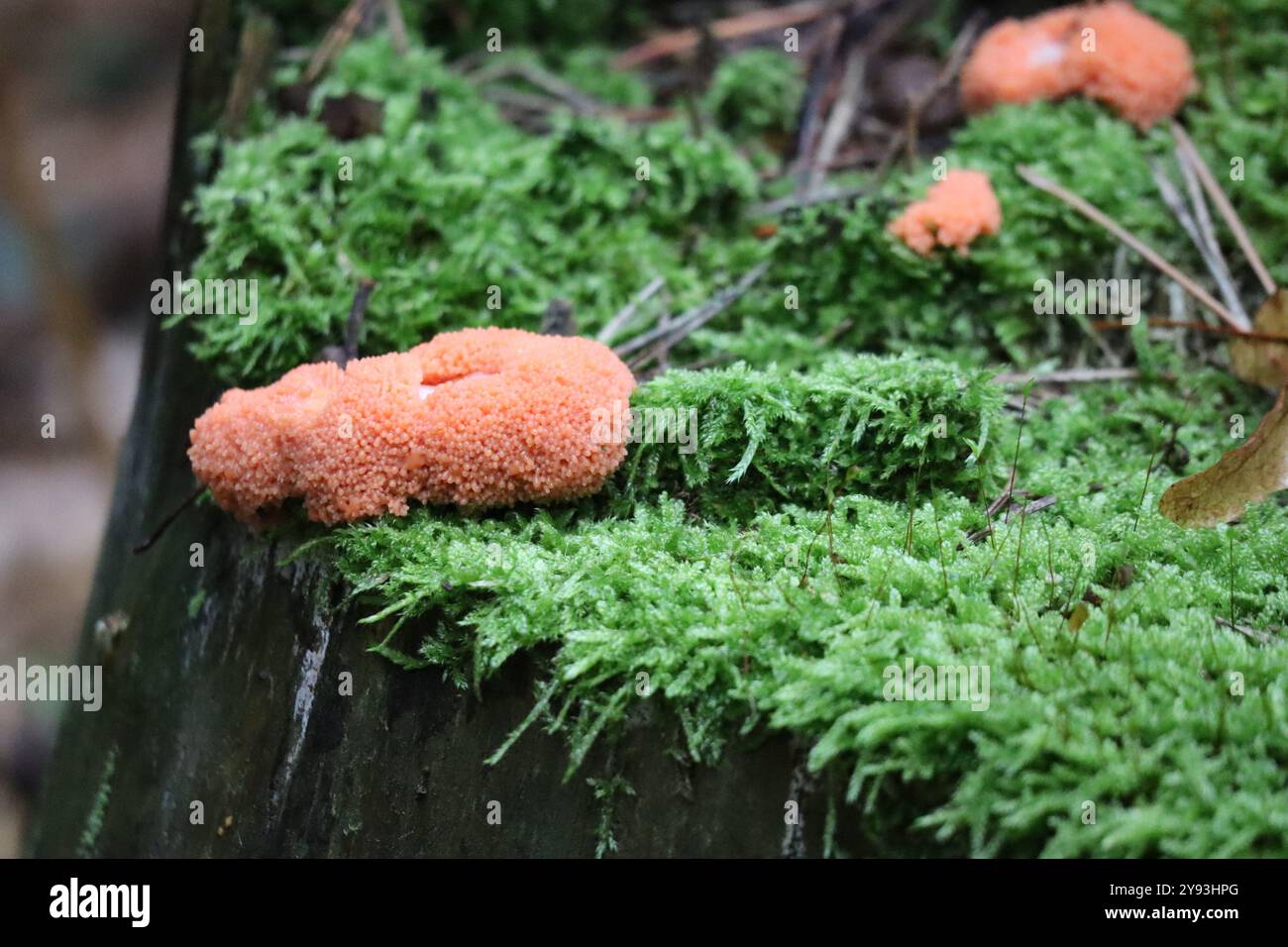 Diverse muffe di Slime color salmone sul ceppo d'albero Foto Stock