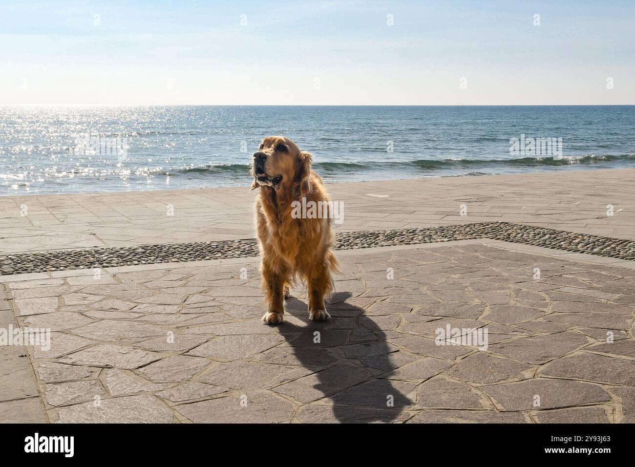 Un cane di razza Golden Retriever in piedi sul lungomare con il mare sullo sfondo, Alassio, Savona, Liguria, Italia Foto Stock
