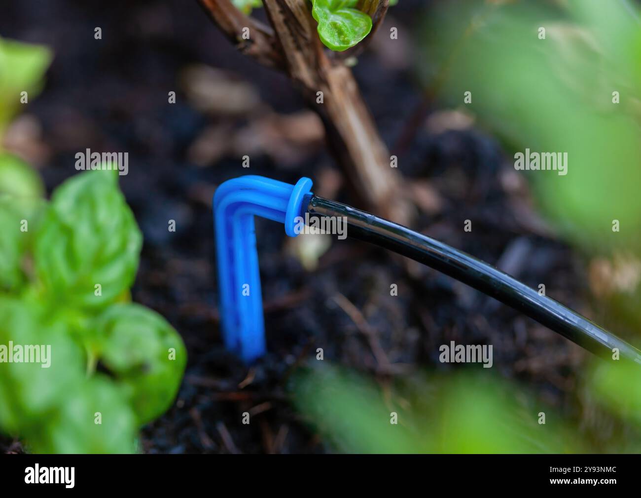 Innaffiare le piante in giardino con un sistema di irrigazione a goccia nelle giornate di sole, garantendo un uso efficiente dell'acqua e promuovendo pratiche di giardinaggio sostenibili Foto Stock Innaffiare le piante in giardino con un sistema di irrigazione a goccia nelle giornate di sole, garantendo un uso efficiente dell'acqua e promuovendo pratiche di giardinaggio sostenibili Foto Stock