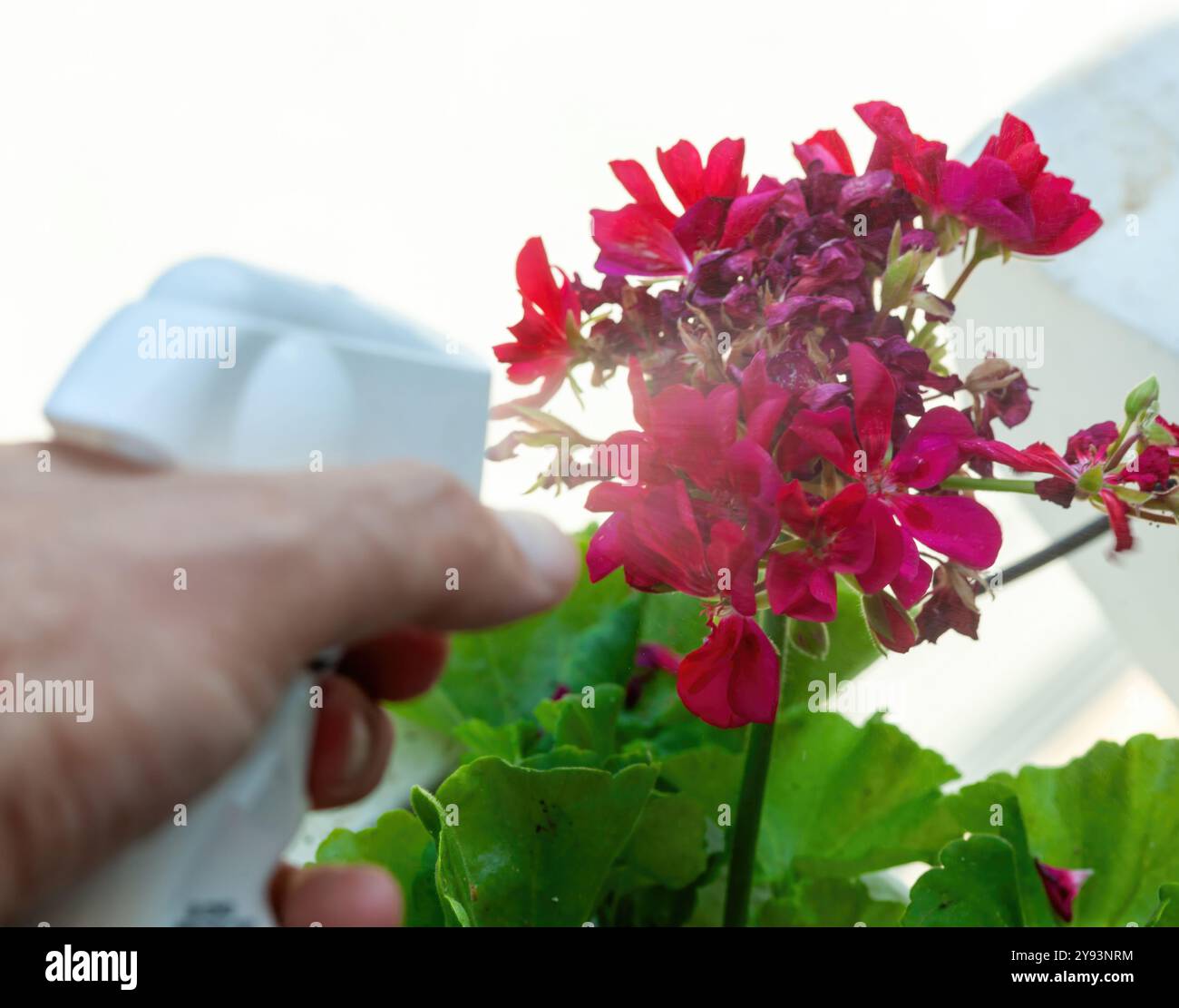 Il giardiniere spruzza insetticida sui gerani per proteggerli dagli organismi nocivi. Messa a fuoco selettiva sul liquido spruzzato. Foto Stock
