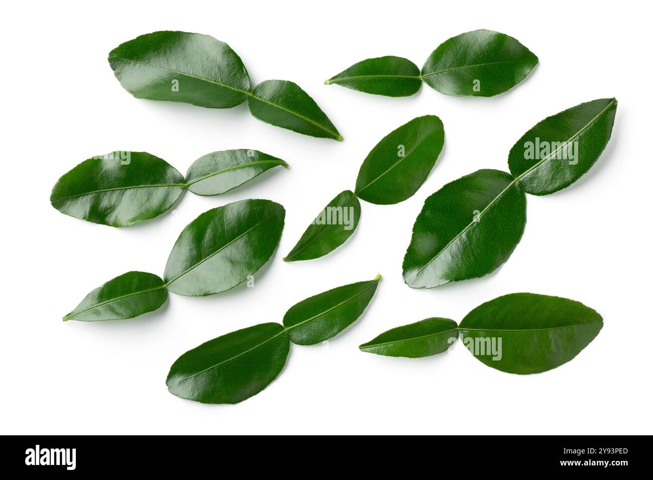 Foglie di calce kaffir verde fresco primo piano isolate su sfondo bianco primo piano Foto Stock