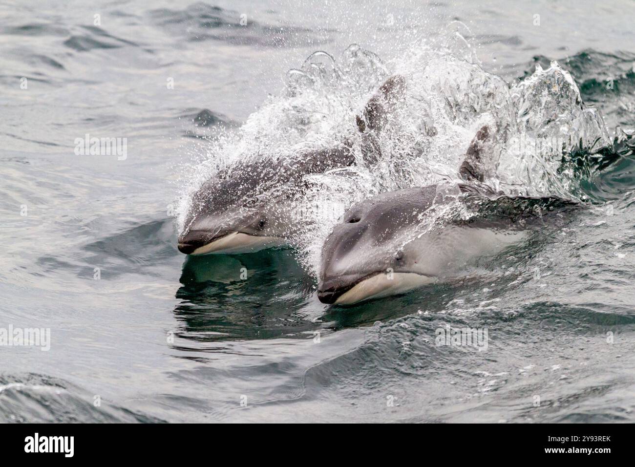 Un branco di delfini dal lato bianco del Pacifico (Lagenorhynchus obliquidens) che saltano e affiorano nello stretto di Johnstone, Columbia Britannica, Canada, Nord America Foto Stock
