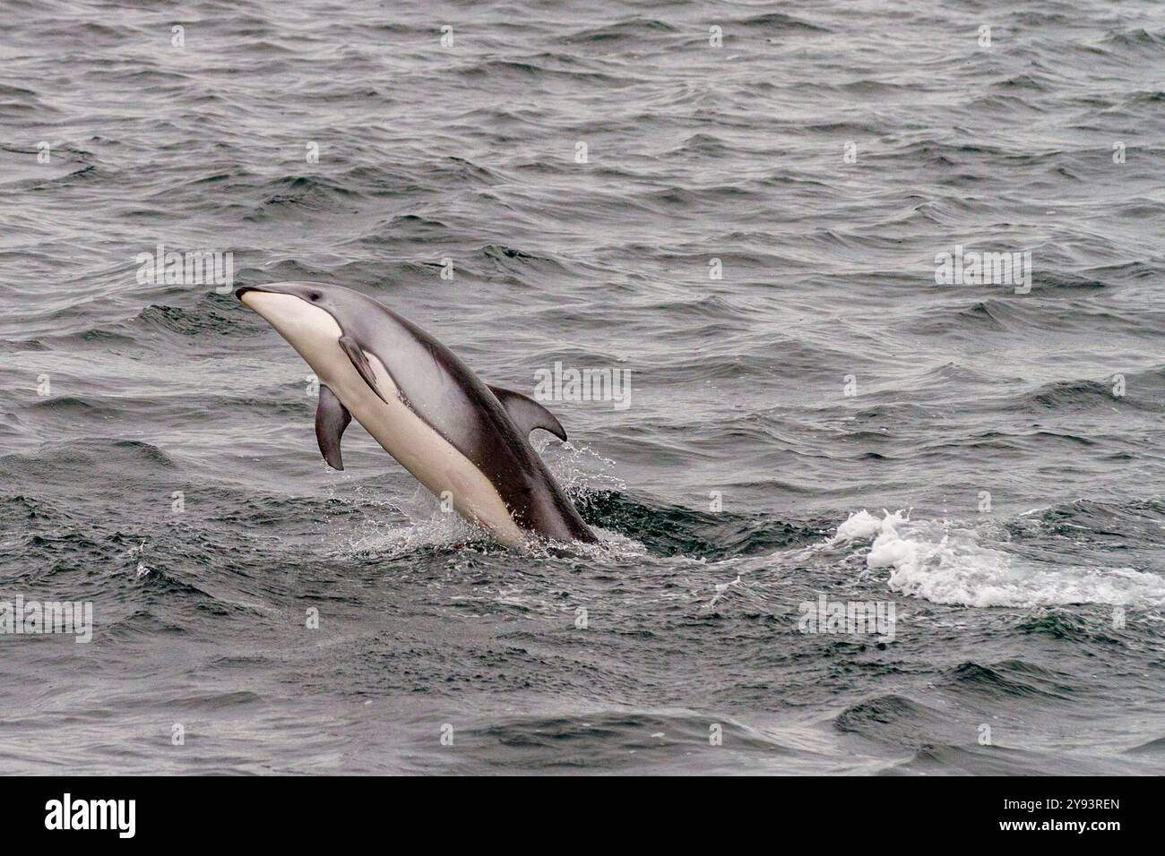 Un branco di delfini dal lato bianco del Pacifico (Lagenorhynchus obliquidens) che saltano e affiorano nello stretto di Johnstone, Columbia Britannica, Canada, Nord America Foto Stock