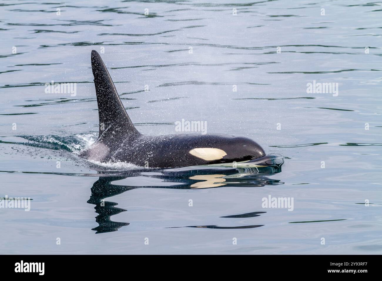 Una balena assassina di tori adulti (Orcinus orca) che affiora nello stretto di Johnstone, Columbia Britannica, Canada, Oceano Pacifico, Nord America Foto Stock