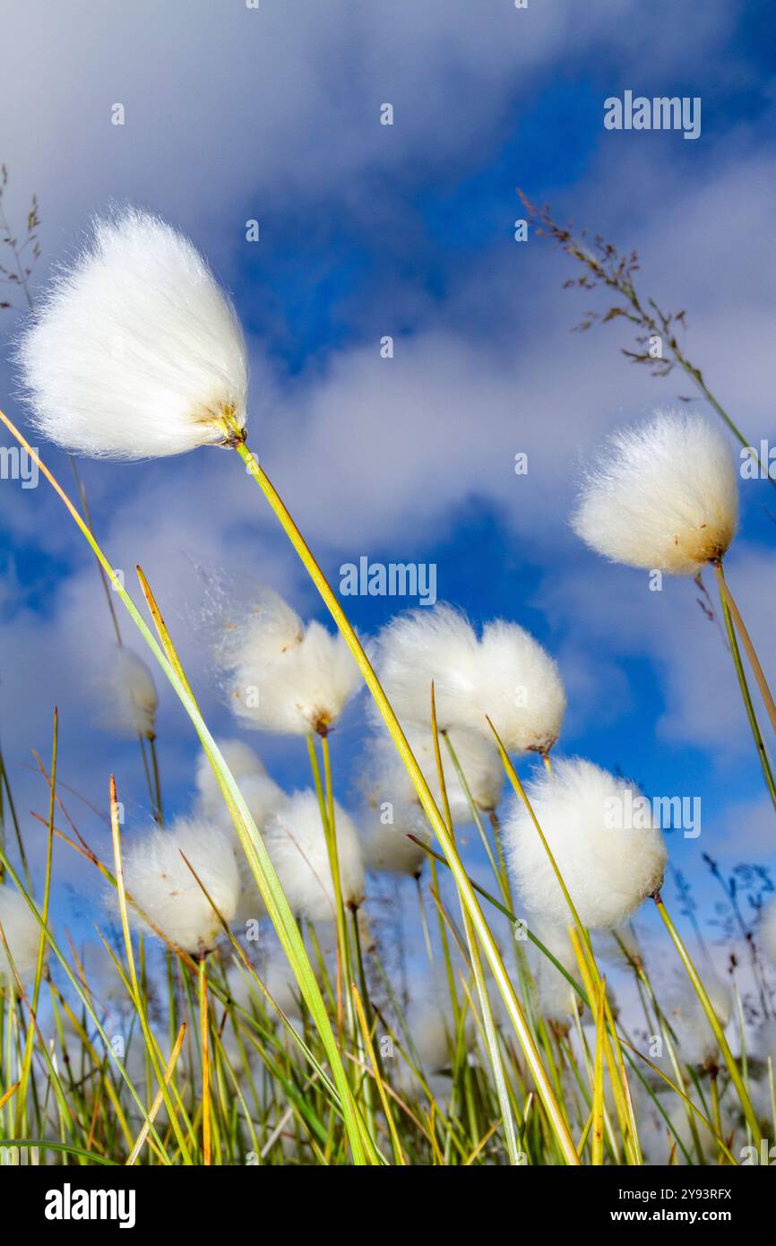 Un grande stand di cotone artico (Eriophorum callitrix) nella Terra di Francesco Giuseppe, Russia, Oceano Artico, Eurasia Foto Stock