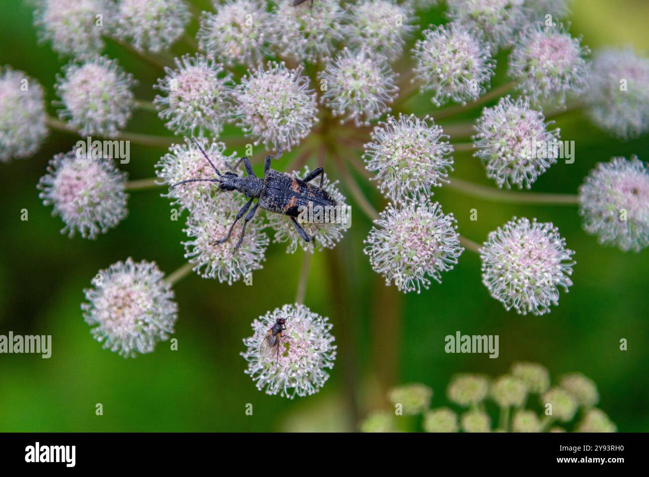 Vista ravvicinata di uno scarabeo sulle alghe (Heracleum spp) rinvenuto nelle Isole Solovetsky, nell'Oblast'di Arcangelo, nel Mar bianco, in Russia, nell'Artico, Europa Foto Stock