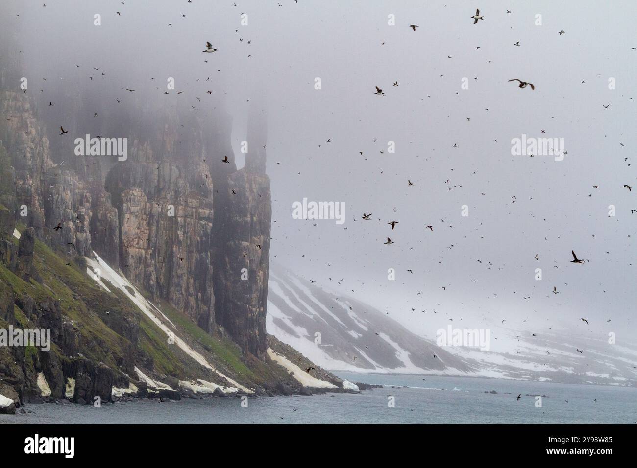 Sito di nidificazione e nidificazione di ghigliottoli di Brunnich (Uria lomvia) a Capo Fanshawe nell'arcipelago delle Svalbard, Norvegia, Artico, Europa Foto Stock