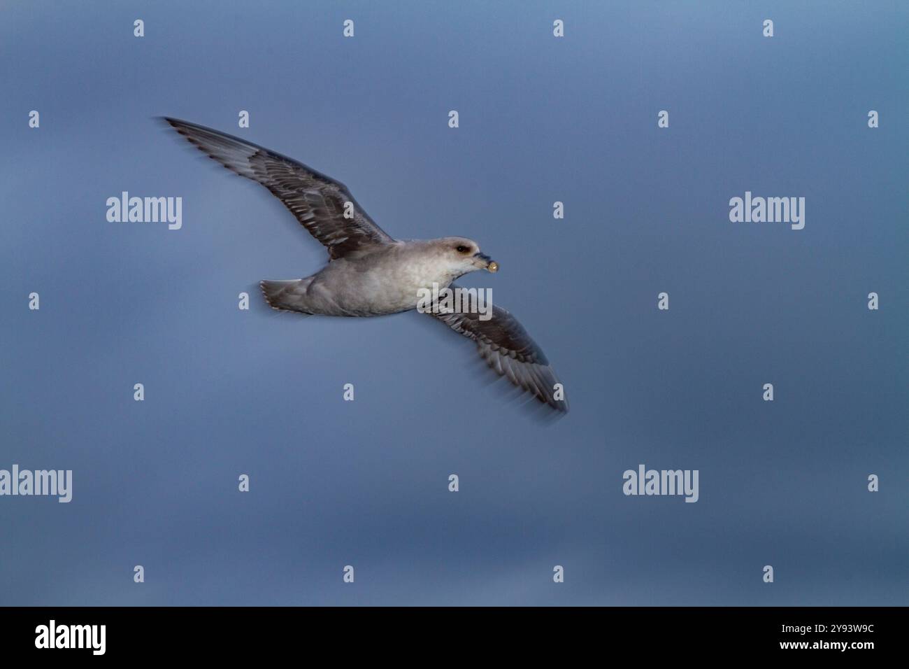 Il movimento del fulmaro settentrionale (Fulmarus glacialis glacialis) sfoca sull'ala l'arcipelago delle Svalbard, Norvegia, Artico, Europa Foto Stock
