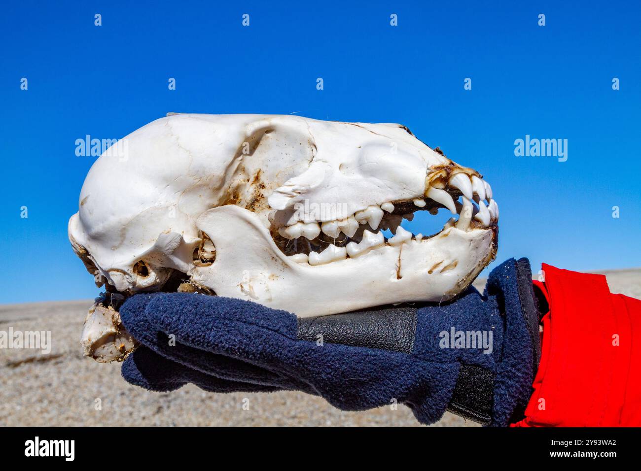 Un cranio di orso polare giovanile (Ursus maritimus), probabilmente antecedente all'orso polare adulto, nell'arcipelago delle Svalbard, Norvegia, Artico, Europa Foto Stock