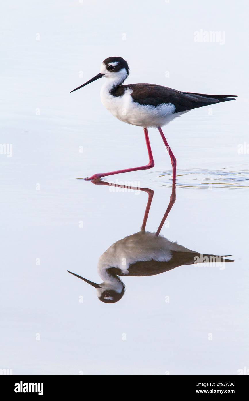 Adulti: Trampolino dal collo nero (Himantopus mexicanus) che gusta e dà da mangiare in una laguna d'acqua salmastra sull'isola Floreana, alle Galapagos, UNESCO, Ecuador Foto Stock
