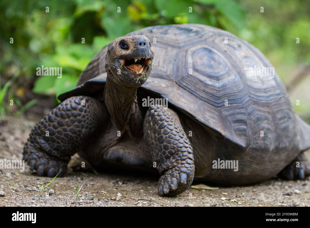 Tartaruga gigante delle Galapagos selvatiche (Geochelone elephantopus) nella baia di Urbina, sull'isola Isabela, sulle isole Galapagos, patrimonio dell'umanità dell'UNESCO, Ecuador Foto Stock