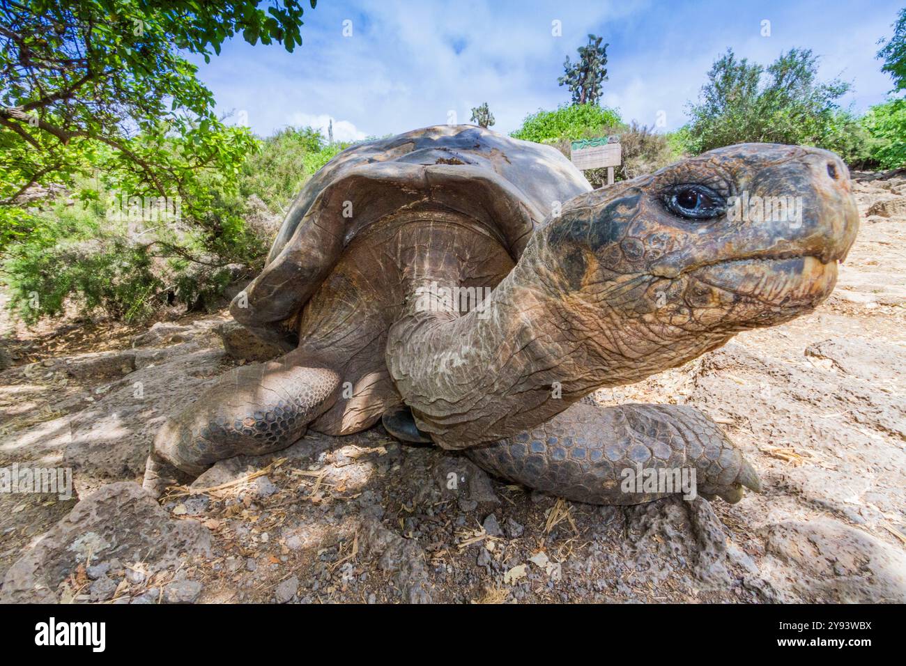 Tartaruga gigante delle Galapagos in cattività (Geochelone elephantopus) presso la stazione di ricerca Charles Darwin, Galapagos, sito patrimonio dell'umanità dell'UNESCO, Ecuador Foto Stock