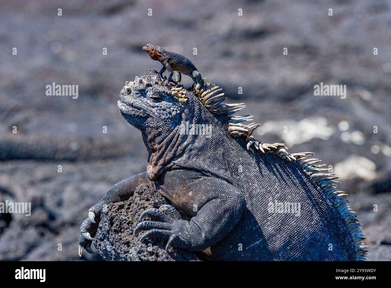 L'endemica iguana marina delle Galapagos (Amblyrhynchus cristatus) con una lucertola di lava sulla sua testa, le Galapagos, patrimonio mondiale dell'UNESCO, Ecuador Foto Stock