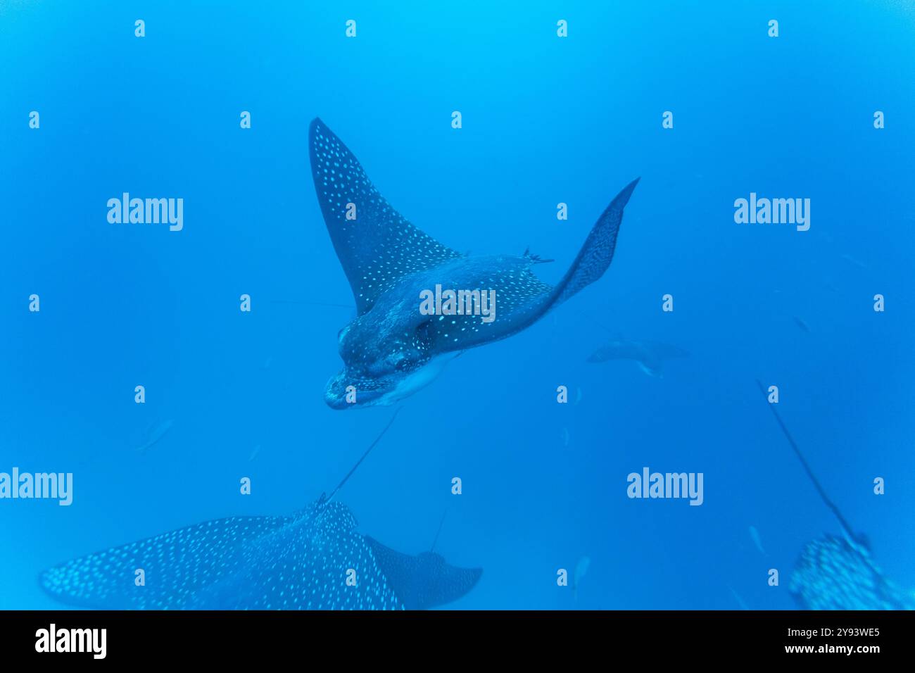 Aquile maculate (Aetobatus narinari) sott'acqua all'isola Leon Dormido al largo dell'isola San Cristobal, alle Galapagos, patrimonio dell'umanità dell'UNESCO, Ecuador Foto Stock