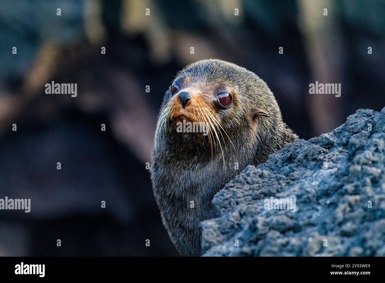 La foca delle Galapagos (Arctocephalus galapagoensis) è stata trasportata sul flusso di lava nelle isole Galapagos, patrimonio dell'umanità dell'UNESCO, Ecuador, Sud America Foto Stock