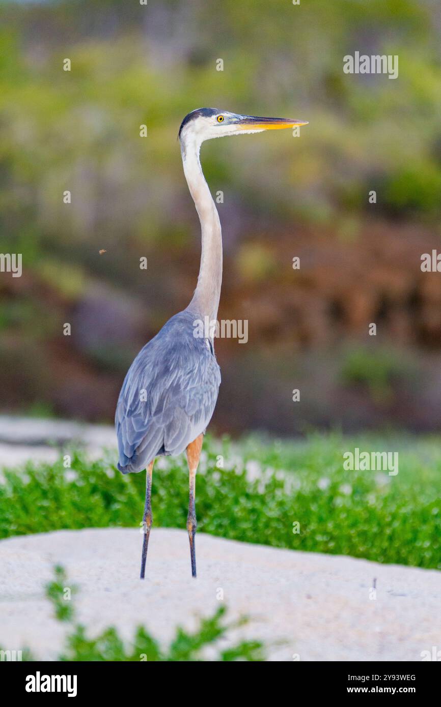 Adulto, grande airone blu (Ardea herodias cognata) alla ricerca di orti verdi di tartaruga marina nelle isole Galapagos, patrimonio dell'umanità dell'UNESCO, Ecuador Foto Stock