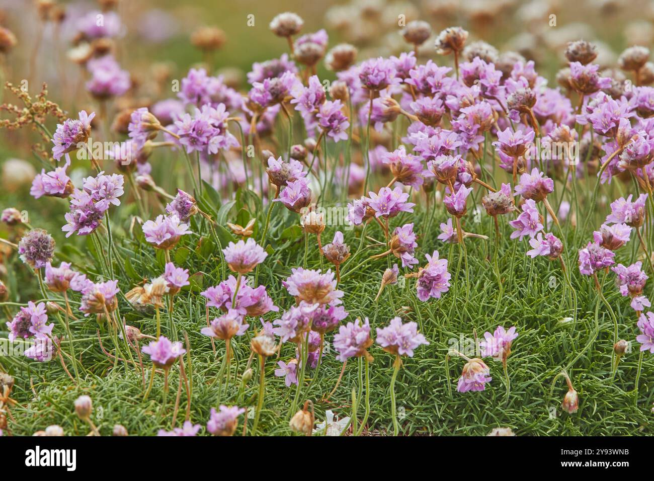 Thrift (rosa marino) (Armeria maritima), un fiore costiero in fiore a luglio, sull'isola di Skomer, al largo delle coste del Pembrokeshire, Galles, Regno Unito Foto Stock