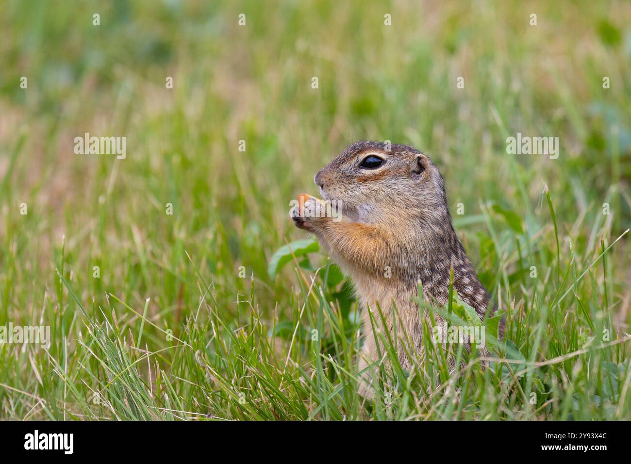 Un gopher macchiato sta nell'erba e tiene un pezzo di carota nelle zampe Foto Stock