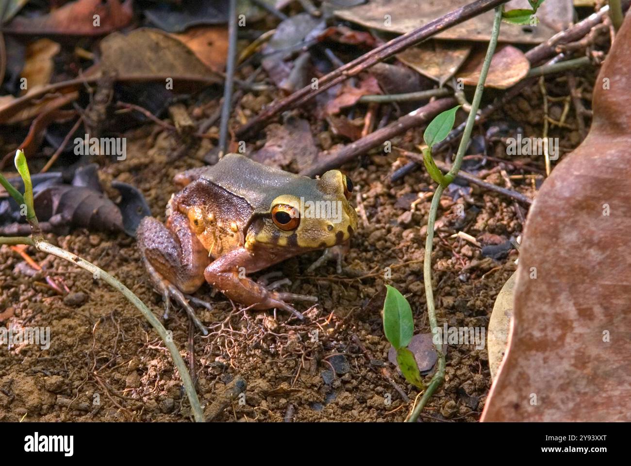 Rana nella foresta, Guyana francese, dipartimento d'oltremare e regione di Francia, Guyana francese, Sud America Foto Stock