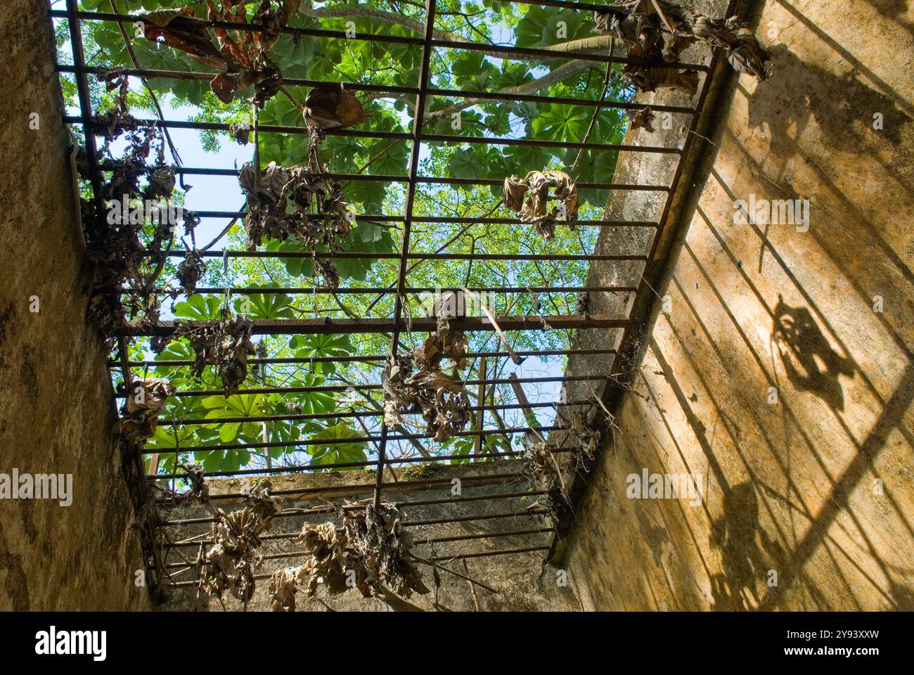 Celle rovinate della colonia penale sull'Ile Saint-Joseph, Iles du Salut (Isole della salvezza), Guyana francese Foto Stock