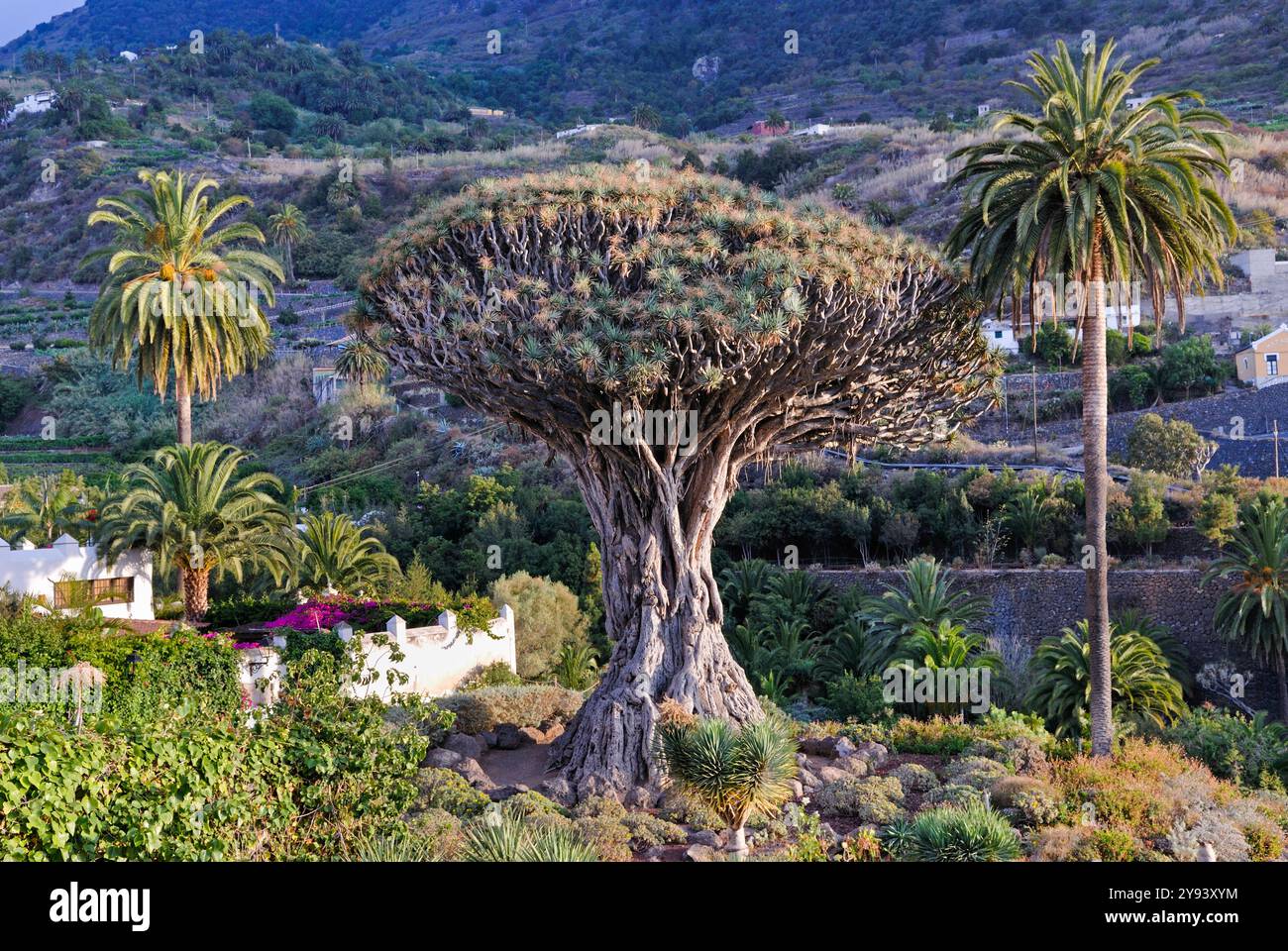 L'antico albero del drago (Dracaena draco) a Icod de Los Vinos, Tenerife, Isole Canarie, Spagna, Oceano Atlantico, Europa Foto Stock