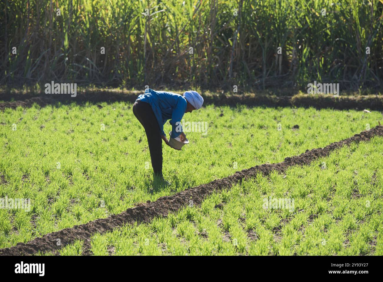 Uomo che lavora in un campo di cereali vicino al villaggio di Ramadi, sponda occidentale del Nilo a sud di Edfu, Egitto, Nord Africa, Africa Foto Stock