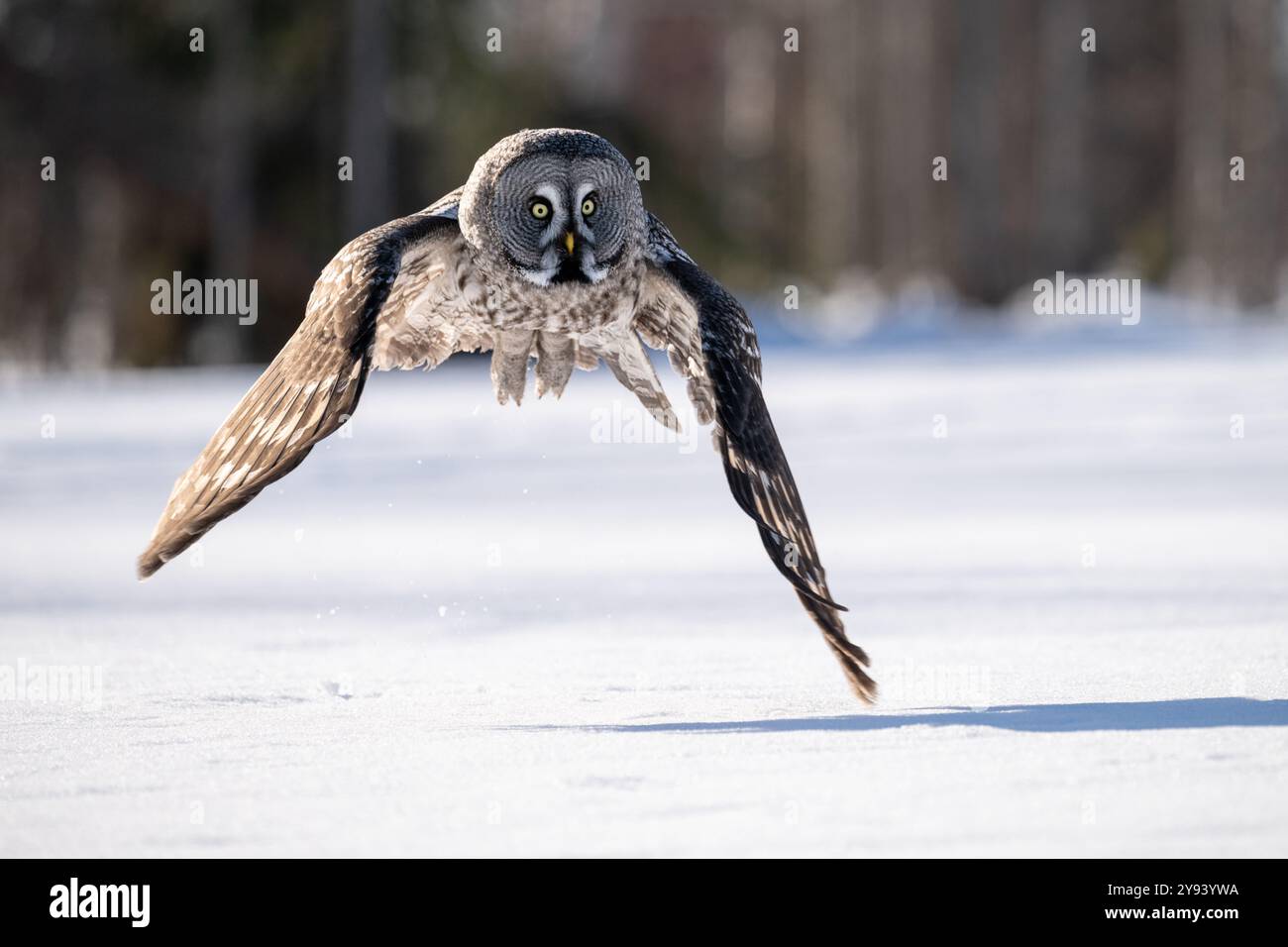 Grande gufo grigio (Strix nebulosa) in volo sopra prato innevato, Finlandia, Europa Foto Stock