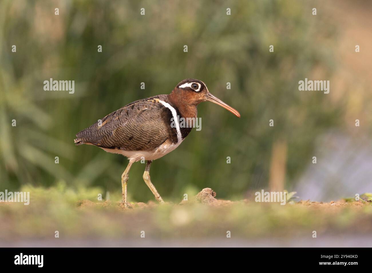 Greater Painted-snipe (Rostratula benghalensis), riserva di caccia Zimanga, Sudafrica, Africa Foto Stock