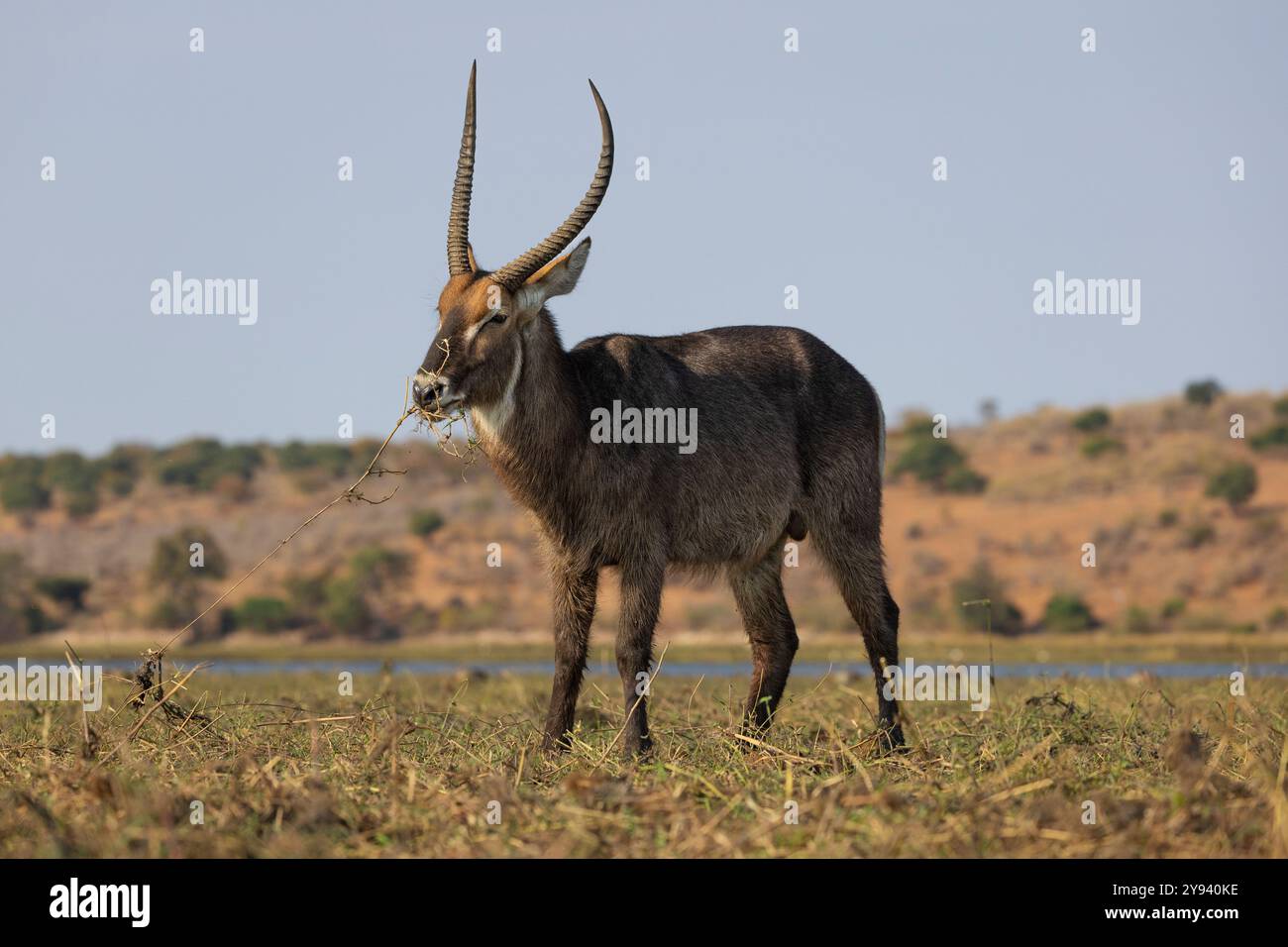 Waterbuck (Kobus ellipsiprymnus), Chobe National Park, Botswana, Africa Foto Stock