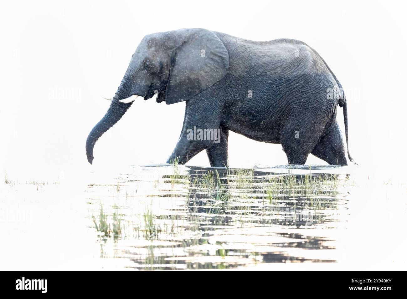 Elefante africano (Loxodonta africana) nel fiume Chobe, Chobe National Park, Botswana, Africa Foto Stock