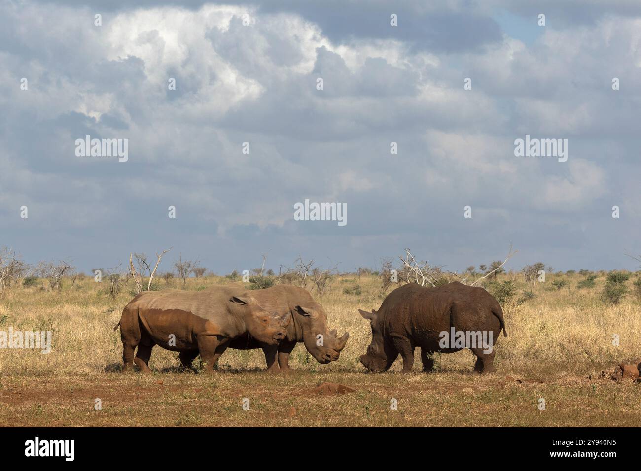Tori di rinoceronte bianco (Ceratotherium simum) in confronto, riserva di caccia privata Zimanga, KwaZulu-Natal, Sudafrica, Africa Foto Stock