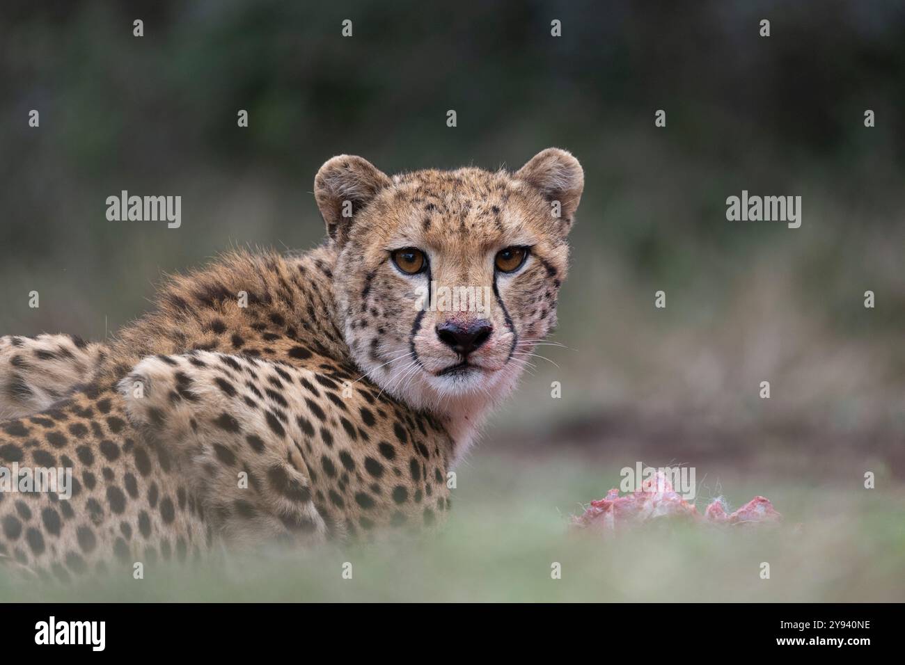 Cheetah (Acinonyx jubatus) su Kill, riserva di caccia privata Zimanga, KwaZulu-Natal, Sudafrica, Africa Foto Stock