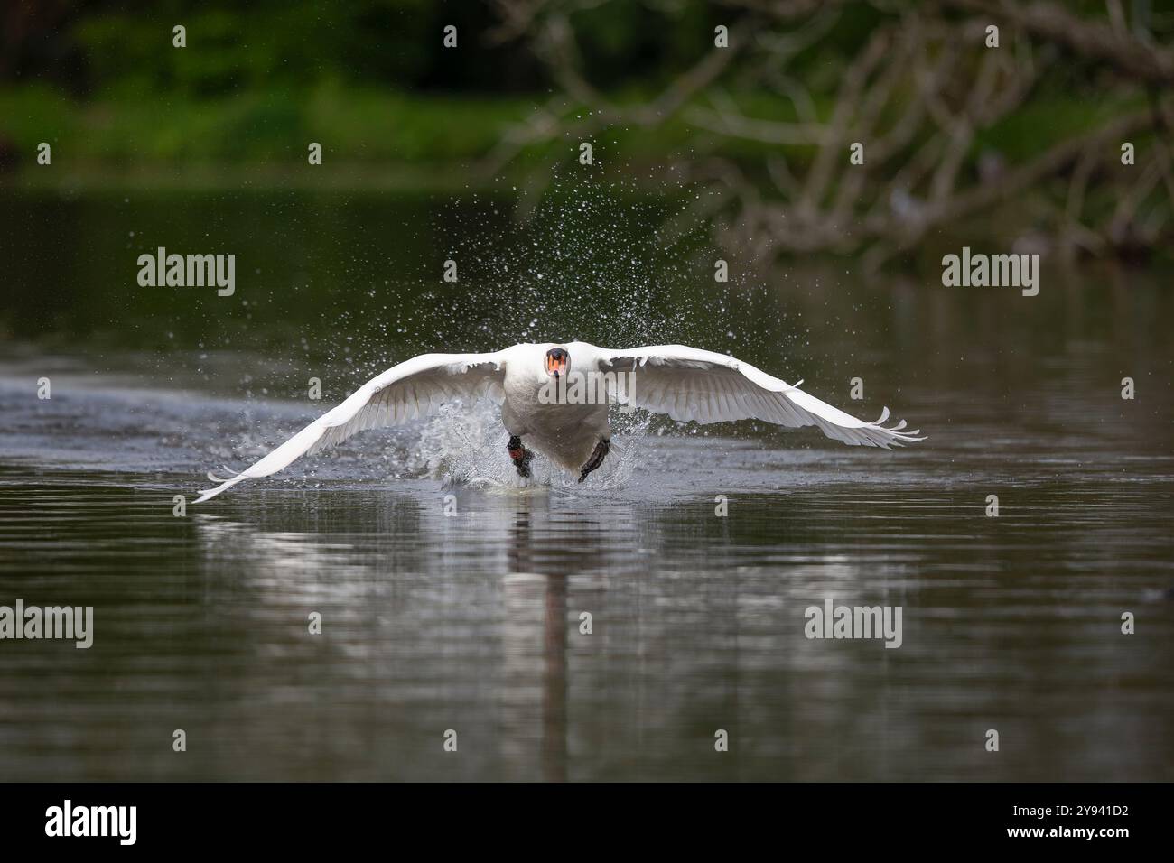 Vista frontale di un cigno selvaggio (Cygnus olor) del Regno Unito che corre sull'acqua di un lago, le sue ali si estendono su ampi sbalzi. Foto Stock