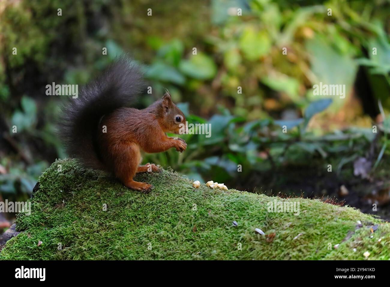 Red scoiattolo (Sciurus vulgaris) Foto Stock