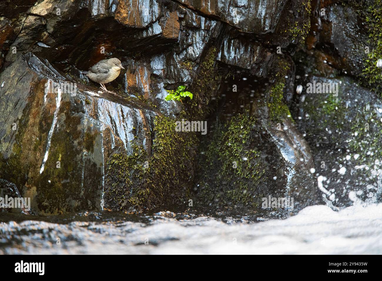 Una giovane pulcino si erge su una roccia muschiata tra le acque di Guadalajara, in Spagna, mostrando il suo adattamento al suo habitat acquatico Foto Stock