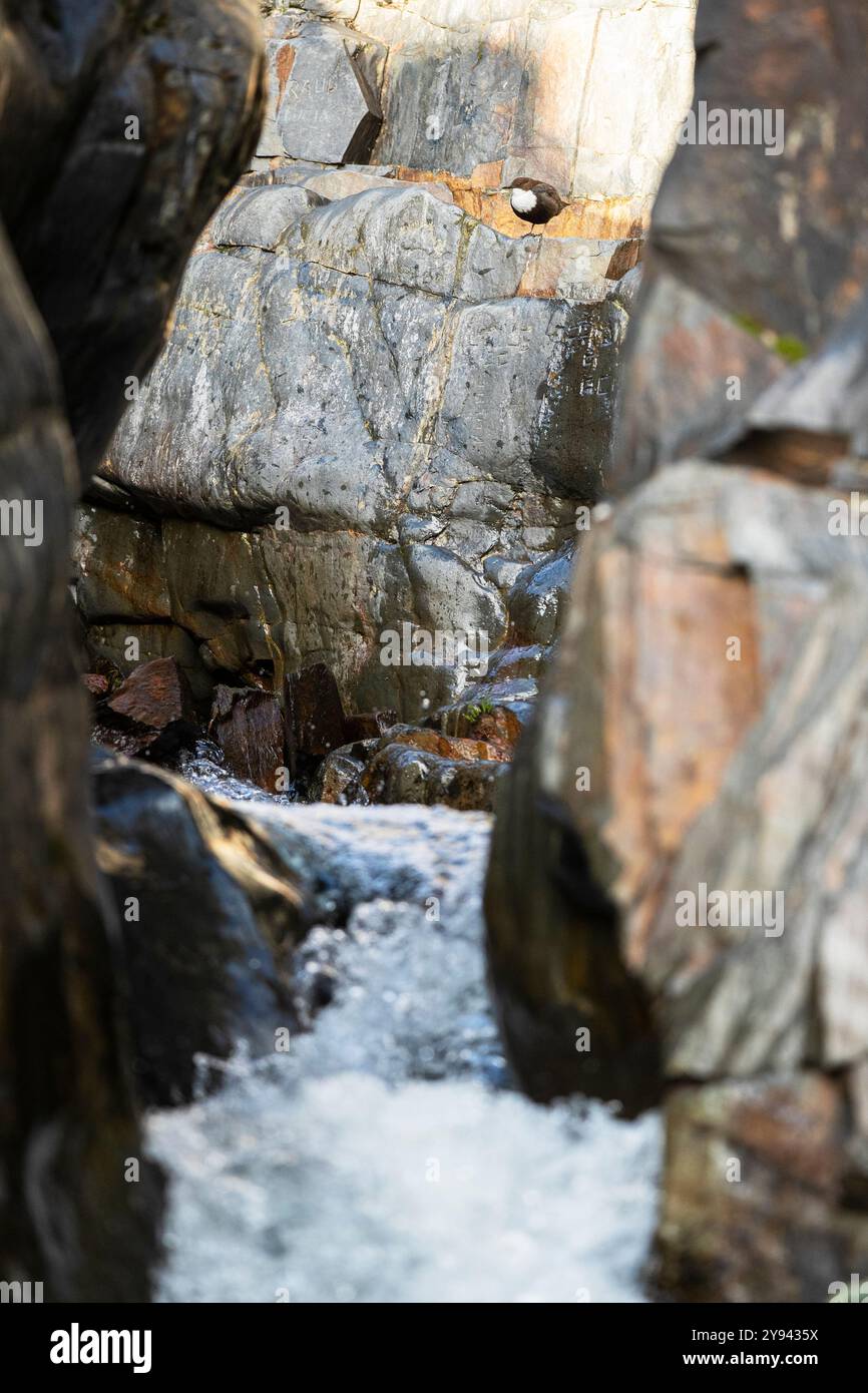 Questa immagine cattura un giovane tuffatore tra le scogliere rocciose accanto a una cascata a Guadalajara, in Spagna, esemplificando la sopravvivenza in un ambiente aspro Foto Stock