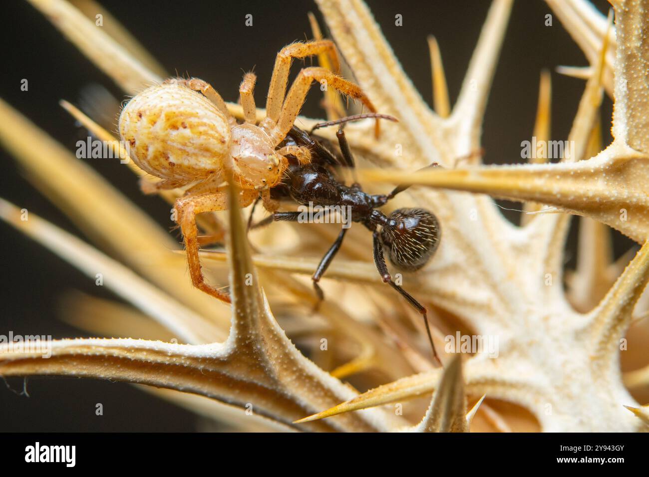 Un'immagine macro dettagliata che cattura il momento teso in cui una formica affronta un ragno tra il terreno spikey di una pianta. Foto Stock